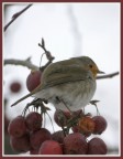 Pettirosso Pettirosso