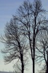 cielo sereno cielo sereno