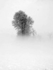 nella nebbia e nella neve nella nebbia e nella neve