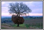 terra di siena... terra di siena...