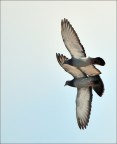 In volo In volo
