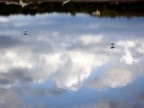 Nuvole E Gabbiani riflessi Nuvole E Gabbiani riflessi