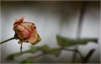 The rose The rose