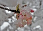 primavera in inverno primavera in inverno