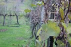 Autunno Autunno