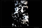 Leaves Leaves