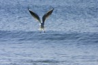 A pesca... A pesca...