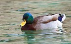 Anas Platyrhynchos (Germano Reale) Anas Platyrhynchos (Germano Reale)