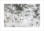 white dream.... white dream....