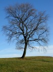 albero... albero...