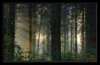 Luce nella foresta Luce nella foresta