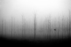 Fog.. Fog..