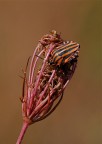 Macromonocromatica Macromonocromatica