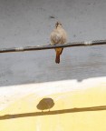 la mia ombra