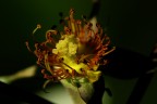Senza petali Senza petali