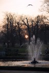 Tramonto su Hyde Park Tramonto su Hyde Park