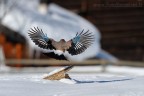 Ghiandaia in volo - un paesaggio suggestivo Ghiandaia in volo - un paesaggio suggestivo