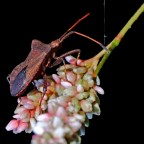 Torno a postare dopo moltissimo tempo con qualche fondo di magazzino.

ISO 80
1/100 sec.
F/6.4
A mano libera con flash

Ciaoooo