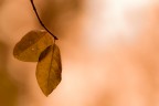 D'autunno, le foglie D'autunno, le foglie