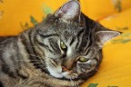 gatto dorato gatto dorato