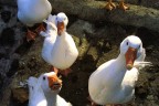 Allora stò pane???. Allora stò pane???.