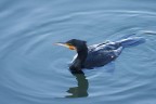 Cormorano