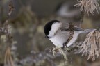 Parus palustris - cincia bigia Parus palustris - cincia bigia