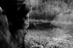riflessi evolutivi riflessi evolutivi