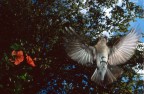 Pigliamosche all'attacco Pigliamosche all'attacco