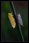 Cicadella Cicadella