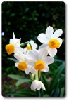 Narcisi