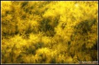 Mimosa Mimosa