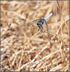 libellula libellula