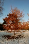 Albero baciato dal sole Albero baciato dal sole