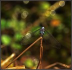 libellula libellula