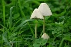 Funghi Funghi