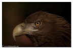 Ritratto di rapace Ritratto di rapace
