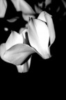 petali petali