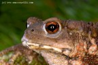 Bufo Bufo