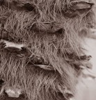 IL VISO NASCOSTO DELLA PALMA