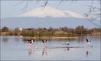 Riserva naturale saline di Priolo - Siracusa - Riserva naturale saline di Priolo - Siracusa -