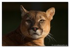 Felino Felino