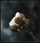 verra' la primavera!