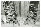 snow and fog snow and fog