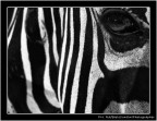 Zebra Zebra