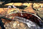 acqua limpida acqua limpida