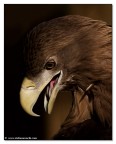 Eagle Eagle