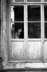 gatto alla finestra gatto alla finestra