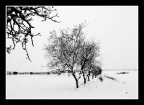 ...DOPO LA NEVICATA... ...DOPO LA NEVICATA...