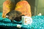 Astronotus Ocellato - Tiger Oscar Astronotus Ocellato - Tiger Oscar